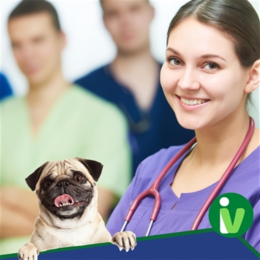 Clínica Médica de Pequenos Animais - EAD