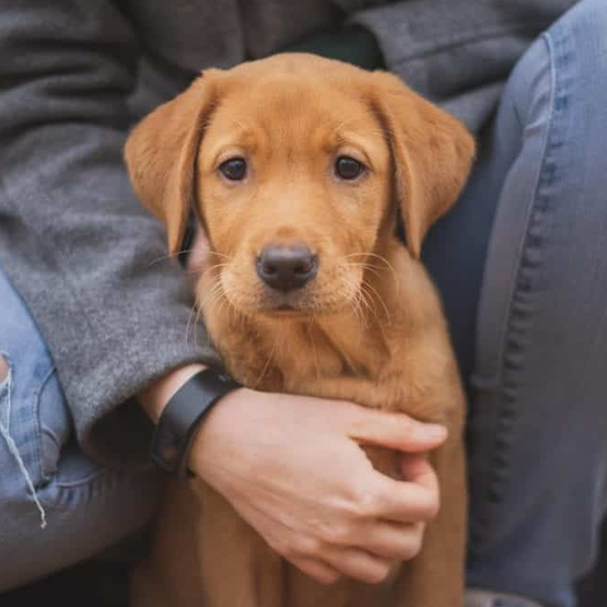 Curso de Coleta de Medula Óssea em Cães e Gatos