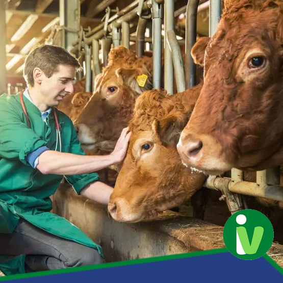 Curso de Auxiliar Médico Veterinário de Animais de Grande Porte -  Online