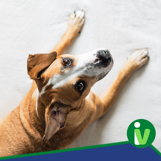Emergência Musculoesquelética em Pequenos Animais