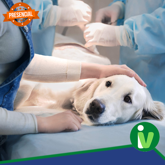 Programa de Imersão de 10 dias Hospital Veterinário Florianópolis