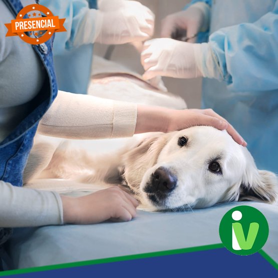 Instituto Vet